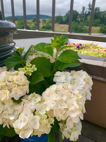 a bouquet of white flowers in a blue vase at Holiday Inn Express Hotel & Suites North Sequim by IHG in Sequim