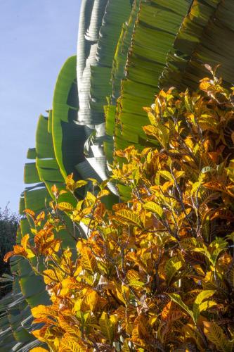 a large green leafy plant next to a banana tree at Casa Valeria Boutique Hotel in Sosúa