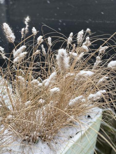 a patch of grass with snow on it at B & B Simme Zimme in Brasschaat