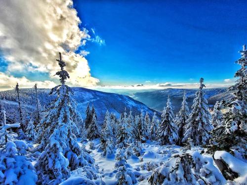 a group of trees covered in snow at Wellness chalupa Šindelka in Králíky