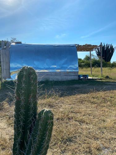 a cactus sitting in the grass next to a shed at biohotel tatacoa Qji in Villavieja