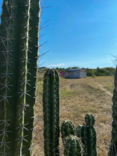 a group of cacti in a field with a cactus at biohotel tatacoa Qji in Villavieja