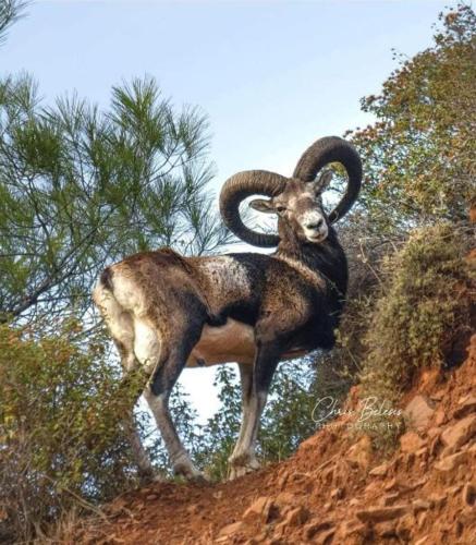 a ram with large horns standing on a hill at Vouni King Hotel in Limnitis