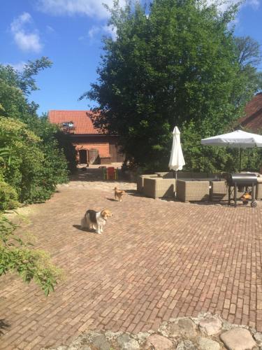 two cats are sitting on a brick patio at Siedlisko Błominko in Rzeck