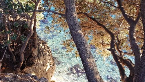 a view of the ocean through a group of trees at Apartments Adriatic 3 in Selce