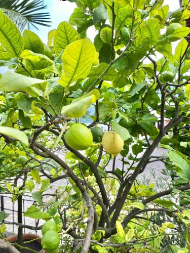 a tree with lots of green fruits on it at Albergo Bellavista in Limone sul Garda
