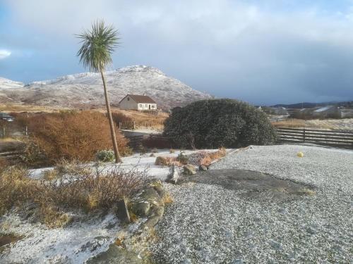 a palm tree and a house with a palm tree at Brae Lea House, Lochboisdale, South Uist. Outer Hebrides in Lochboisdale