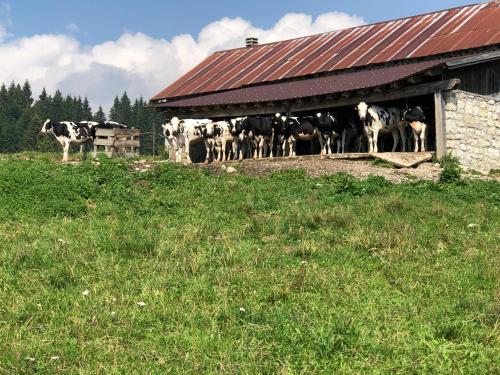 a group of cows standing in front of a barn at Residence Aurora in Lavarone