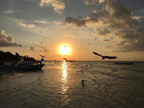 a group of birds flying over the water at sunset at Casa Hridaya Hotel Boutique in Holbox Island