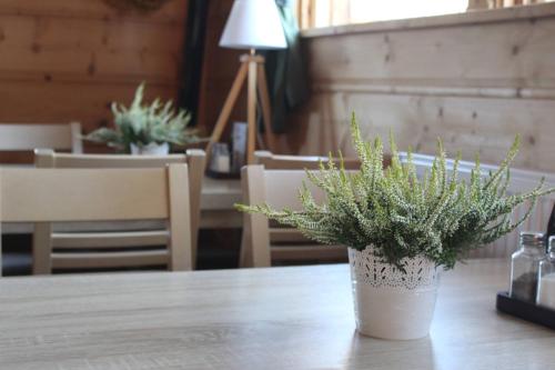 a potted plant sitting on top of a table at Willa Stożek, 50 m od term i wyciągów narciarskich in Białka Tatrzanska