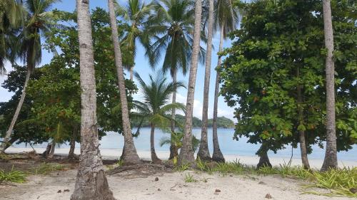 a group of palm trees on a beach with the ocean at Boca Chica Bay Eco Lodge in Boca Chica