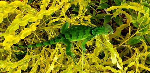 a green lizard sitting on top of a plant at Boca Chica Bay Eco Lodge in Boca Chica