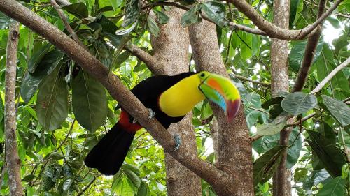 a colorful toucan sitting on a tree branch at Boca Chica Bay Eco Lodge in Boca Chica