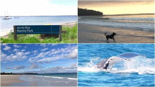 a collage of photos with a dog running in the water at Callala Beach Shack - Pet Friendly in Callala Beach