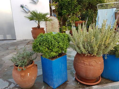 a group of potted plants in large blue pots at Marina in Nikiti