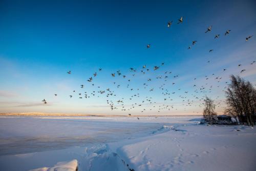 un troupeau d’oiseaux volant dans le ciel au-dessus de la neige dans l'établissement Prionezhsky Club Hotel, à Petrozavodsk