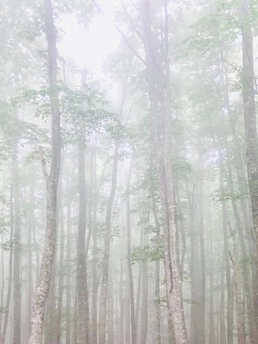a misty forest with trees in the fog at Appi Life is Beautiful in Hachimantai