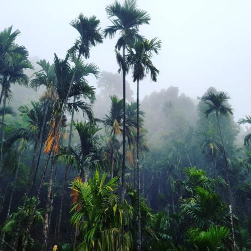 a group of palm trees in a misty forest at Hosamane Farm Inn in Sringeri
