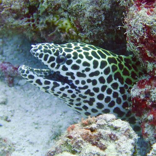 Galería fotográfica de Wow Inn Keyodhoo en Keyodhoo