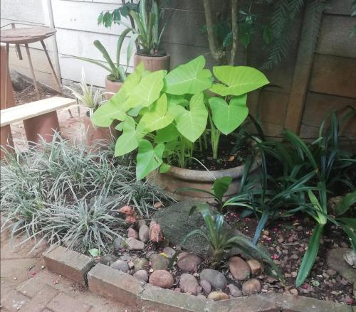 a garden with plants and rocks and a plant at A-Cody Place in Louis Trichardt