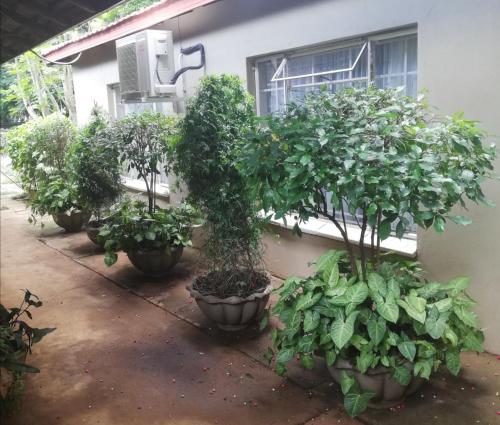 a row of potted trees in pots next to a building at A-Cody Place in Louis Trichardt