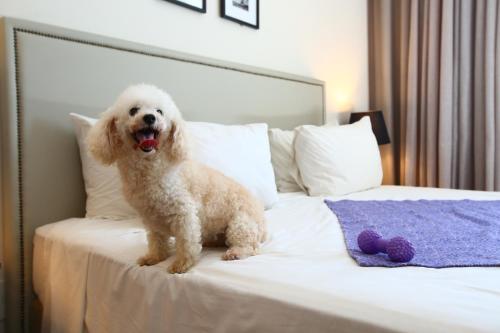 a small white dog sitting on a bed at Transamerica Executive Campos dos Goytacazes in Campos dos Goytacazes