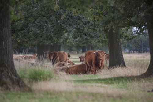 a herd of cows laying in the grass under trees at De Lindehoeve Appartement de Pompestraat in Vledder