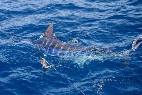 a dolphin in the water with a fish in its mouth at Casa Valeria Boutique Hotel in Sosúa