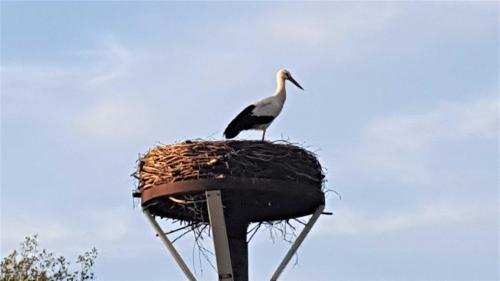 a bird sitting on top of a nest at Fewo Storchennest in Kollmar