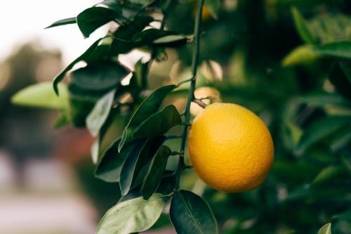 an orange hanging on a tree with leaves at Residence al Foionco in Lucca