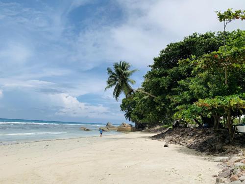 a beach with a palm tree and the ocean at Oceanic View Apartments in Beau Vallon