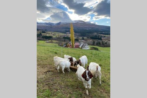 a group of white and brown goats in a field at The house of Mattis in beautiful Innvik in Innvik