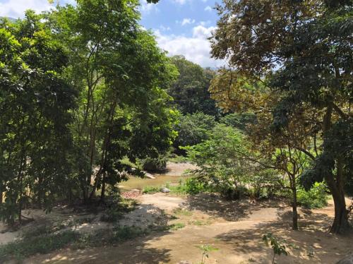 einen Wald mit Bäumen und einem Feldweg in der Unterkunft Eco Hostal Kuima in El Zaino
