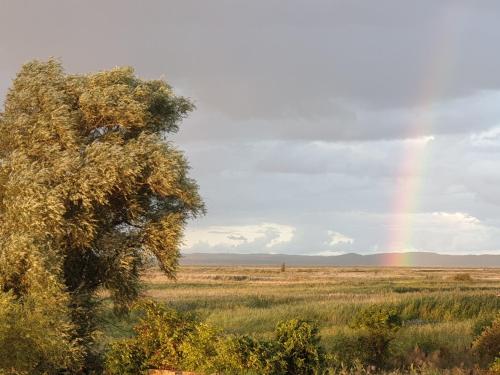 a tree in a field with a rainbow in the sky at DOM GOŚCINNY PTASZARNIA - NATURA-Free PARKING in Świnoujście