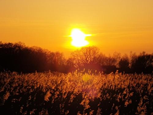 a field with the sun setting in the background at DOM GOŚCINNY PTASZARNIA - NATURA-Free PARKING in Świnoujście