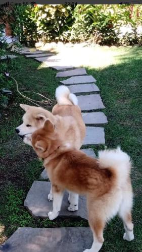 two dogs are standing on a stone pathway at Pousada Chalé Suíço in Paraty