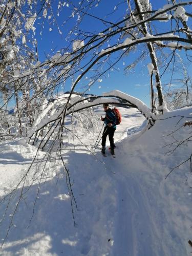 a person on skis in the snow under a tree at Haus Birke in Weissensee