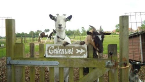a group of cows standing on top of a fence at Chalets op Minicamping Dorpszicht in Gapinge
