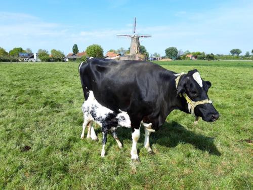 a black cow and a baby calf standing in a field at Chalets op Minicamping Dorpszicht in Gapinge