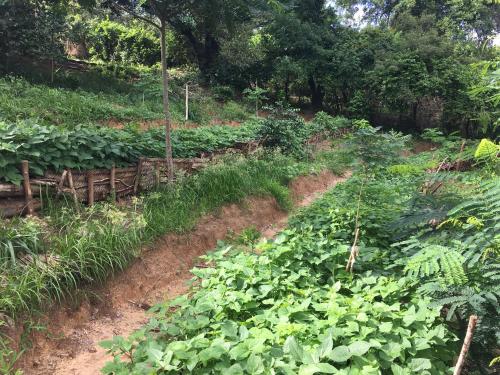 a garden with crops on a hill with trees at Distant Relatives Ecolodge & Backpackers in Kilifi