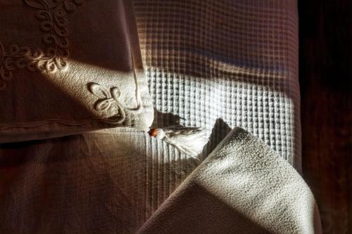 a cat is sitting on a window curtain at Willa w Ubocy - "Jacuzzi i Sauna w ofercie dodatkowo płatnej" in Murzasichle