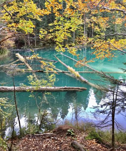 a river with fallen trees in the water at Haus Tilia Karinthië Appartementen in Nötsch