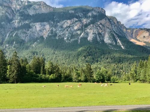 a herd of animals grazing in a field in front of a mountain at Haus Tilia Karinthië Appartementen in Nötsch