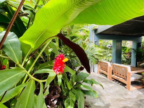 a red flower on a plant with green leaves at Lahania Lux Beach Villa in Clifton Beach