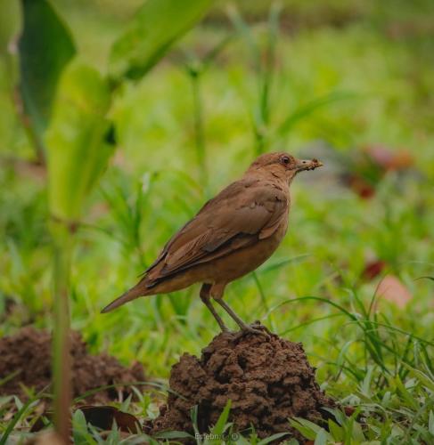 a brown bird standing on the ground in the grass at Bungalows Ache Cozy House in Cahuita