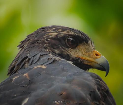 a close up of a bird with its beak at Bungalows Ache Cozy House in Cahuita