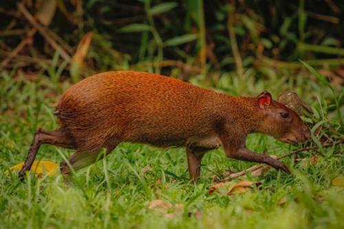 a small brown animal walking through the grass at Bungalows Ache Cozy House in Cahuita