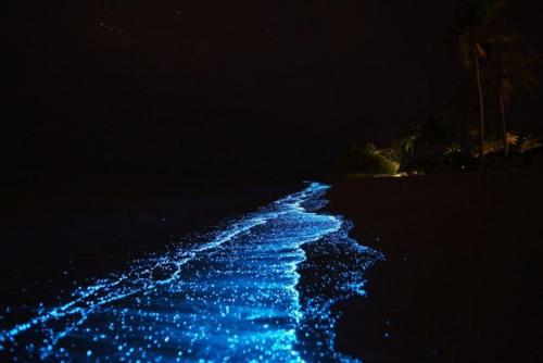 a beach at night with blue lights in the water at Distant Relatives Ecolodge & Backpackers in Kilifi