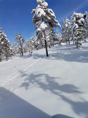 a snow covered forest with trees in the distance at Apartmani MILOSAVLJEVIĆ Divčibare in Divčibare