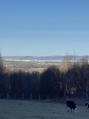 a group of cows grazing in a field at Pensiunea Natura Sadu in Sibiu